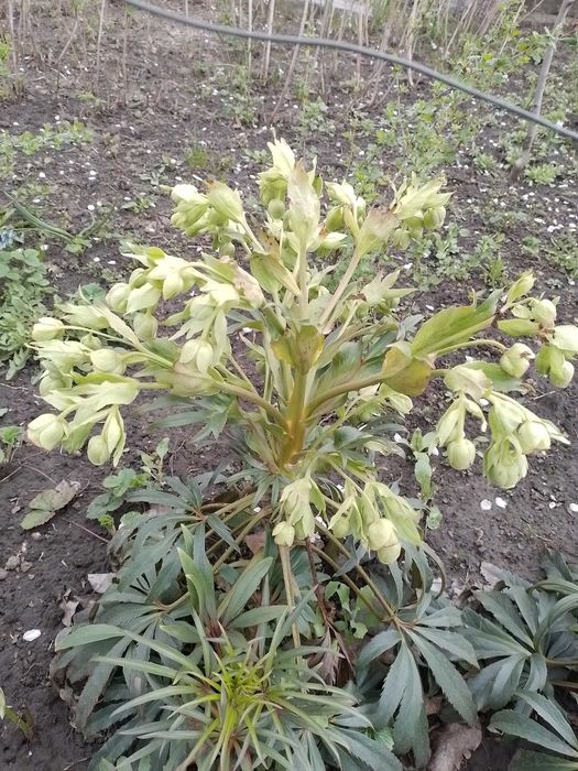 Продам надлишок морозника вонючого