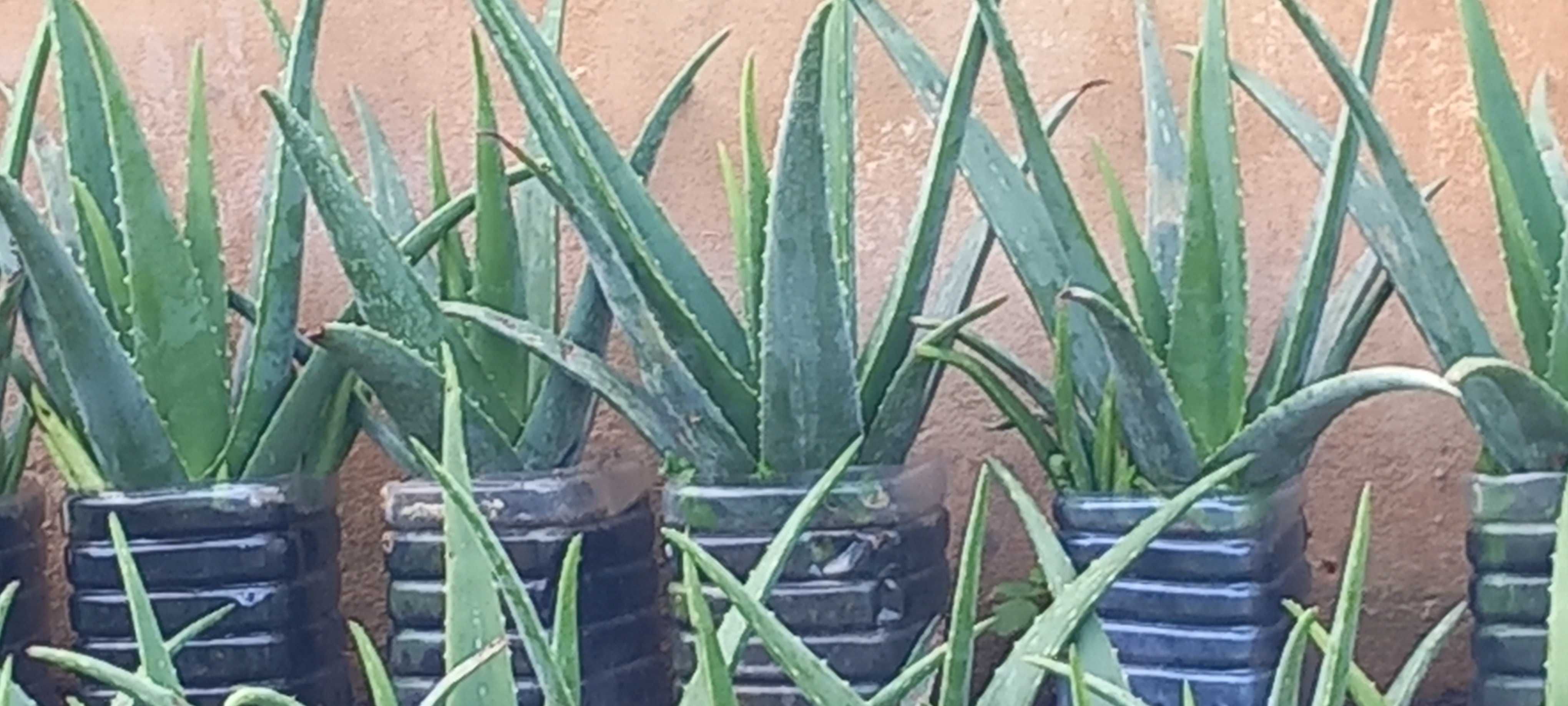 Aloe Vera (em vaso)