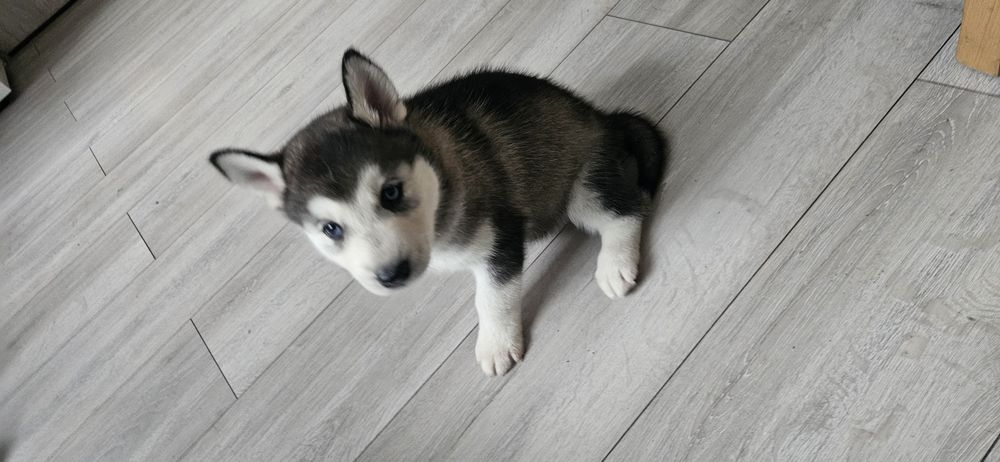 Piesek Siberian Husky