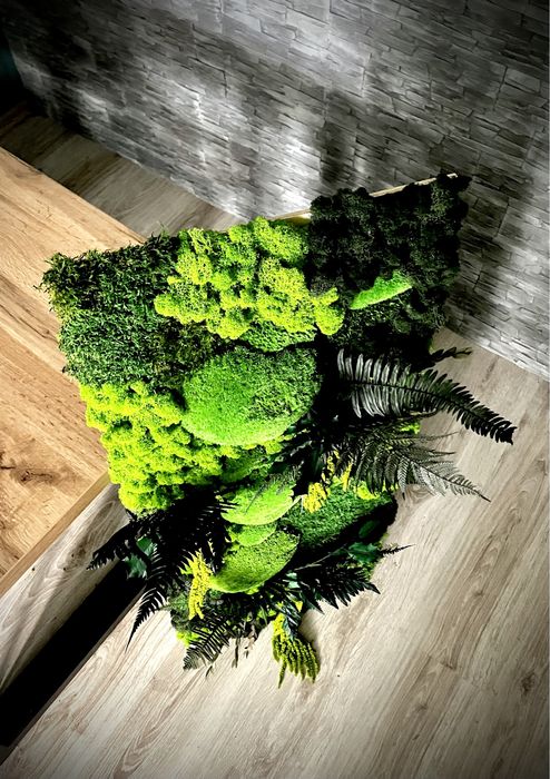 DUŻY obraz Mech chrobotek 50 x70cm mech płaski rośliny stabilizowane