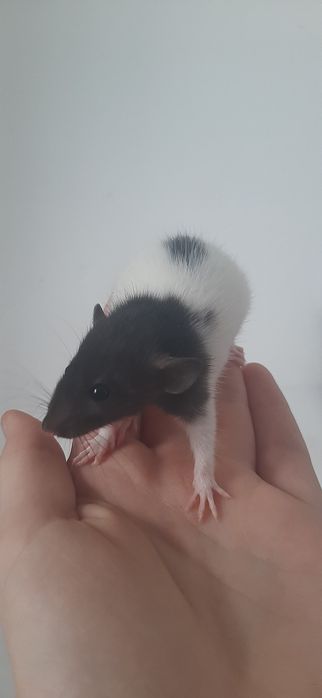 Крысы|Щури|Крысята|Щурики Дамбо и Стандарт