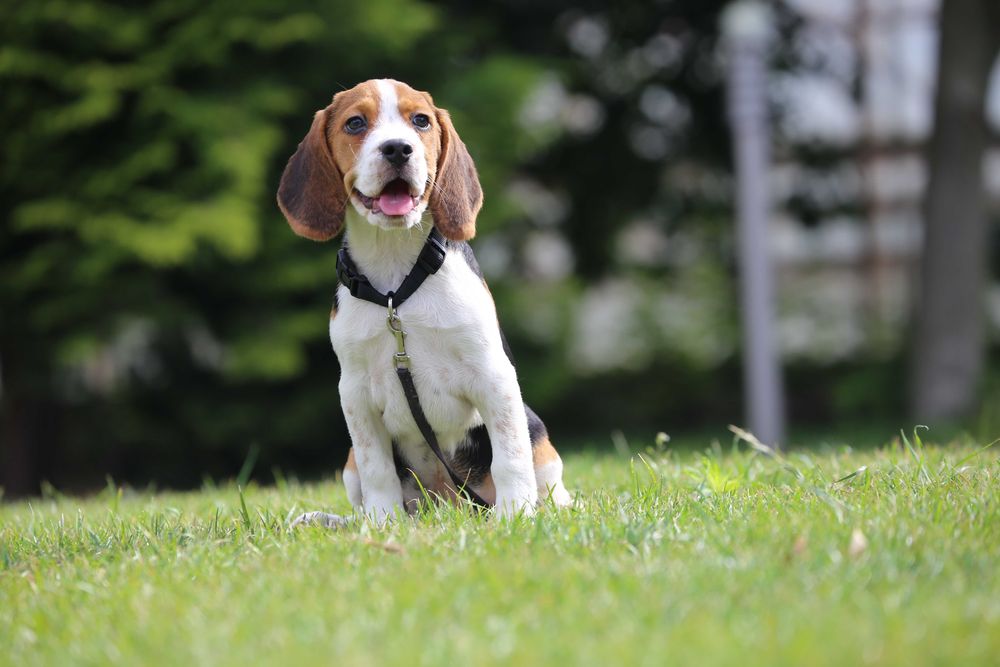 Beagle szczeniak