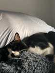 Cuidadora de gato