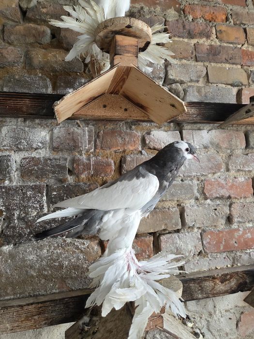 Garłacz Siodłaty Łapciaty (czeski) !!!