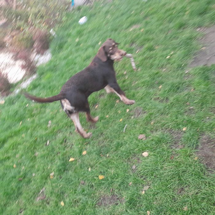 Oddam dużego kilkumiesięcznego pieska