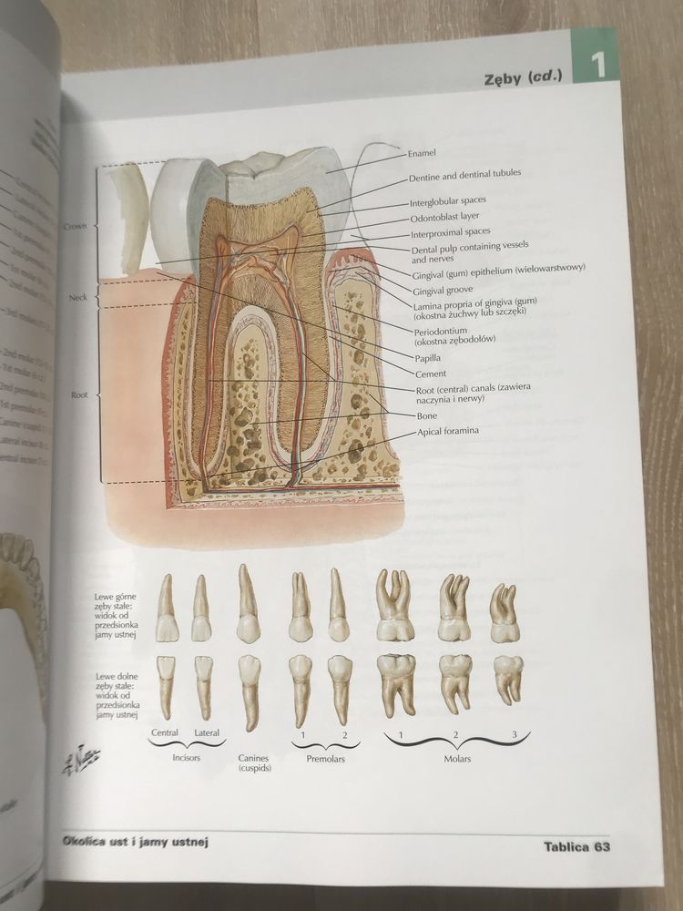 Atlas anatomii człowieka Frank H. Netter (angielskie mianownictwo)