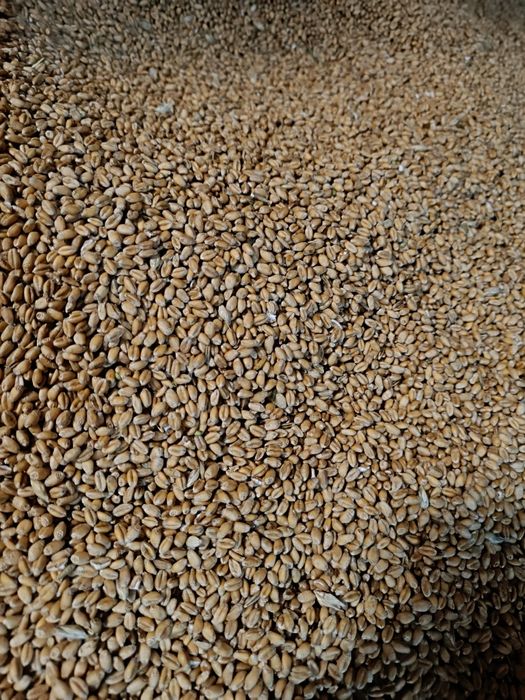 PSZENICA ozima tegoroczna