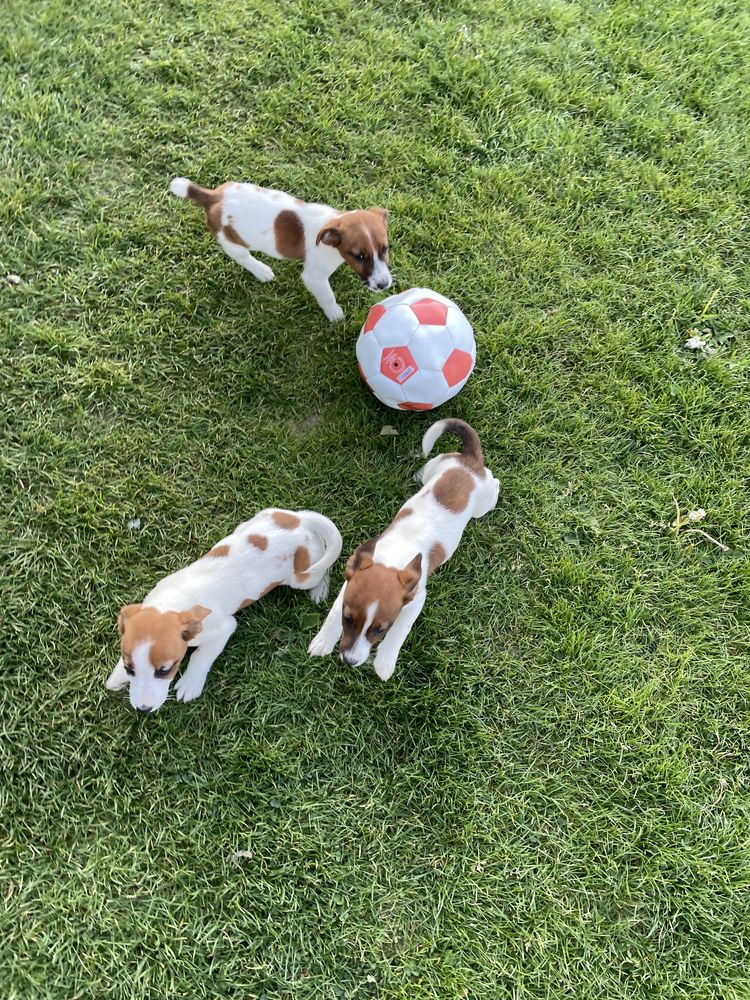 Jack Russell Terrier suczka Febe z rodowodem