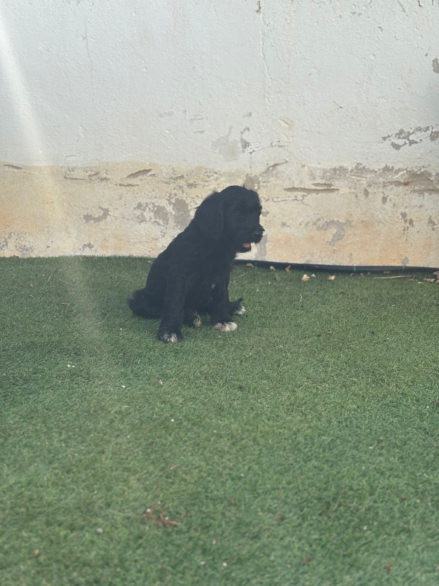 Cão de água português, Algarve