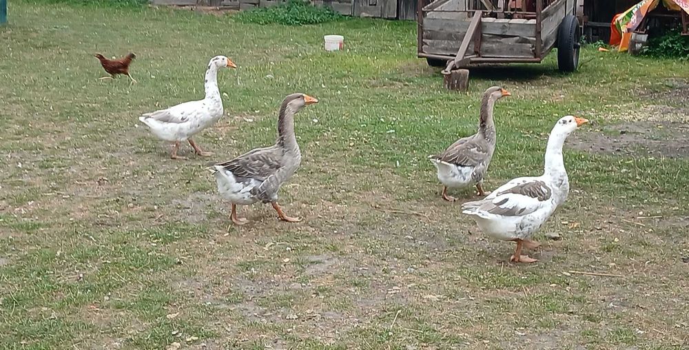 Gęsi landesy i łapciate