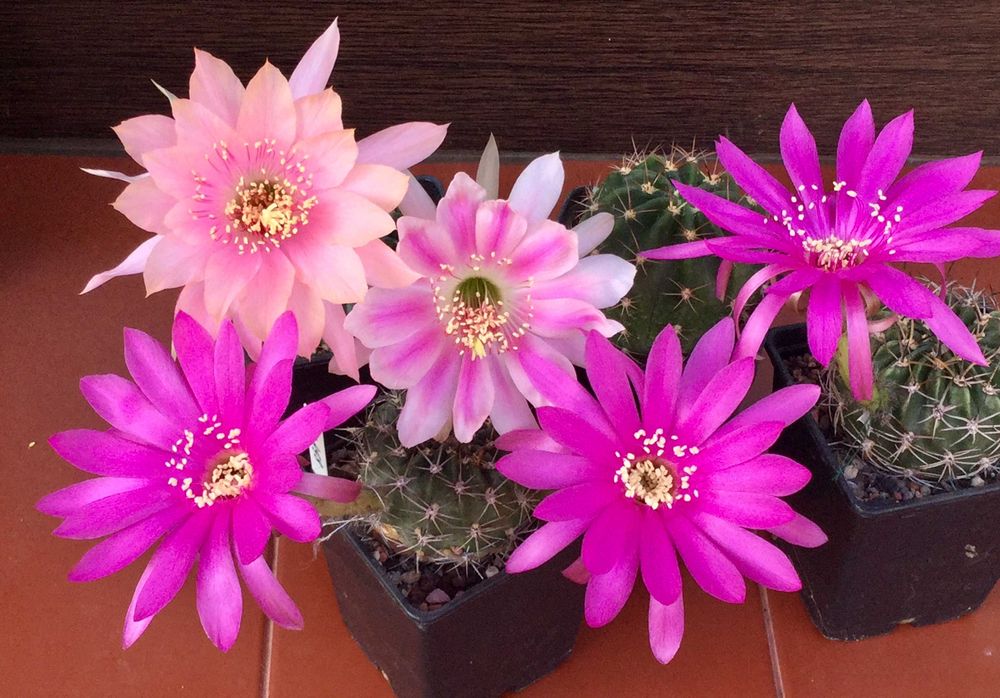 Nasiona Echinopsis / "Pseudolobivia" - kolorowe kwiaty