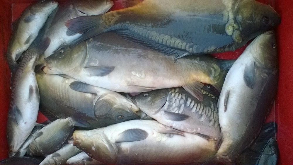 Karaś lin amur karp handlowy kroczek żywiec
