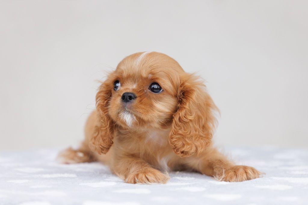 Cavalier King Charles Spaniel - chłopczyk ruby - Leo L’Amour