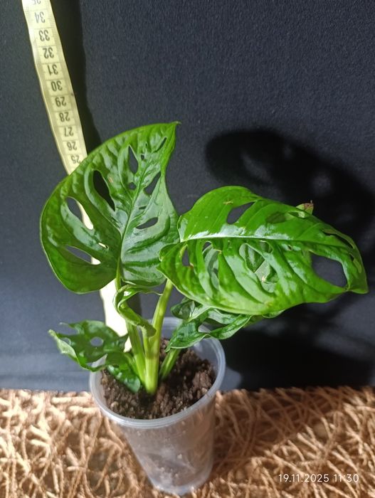 Монстера Адансона