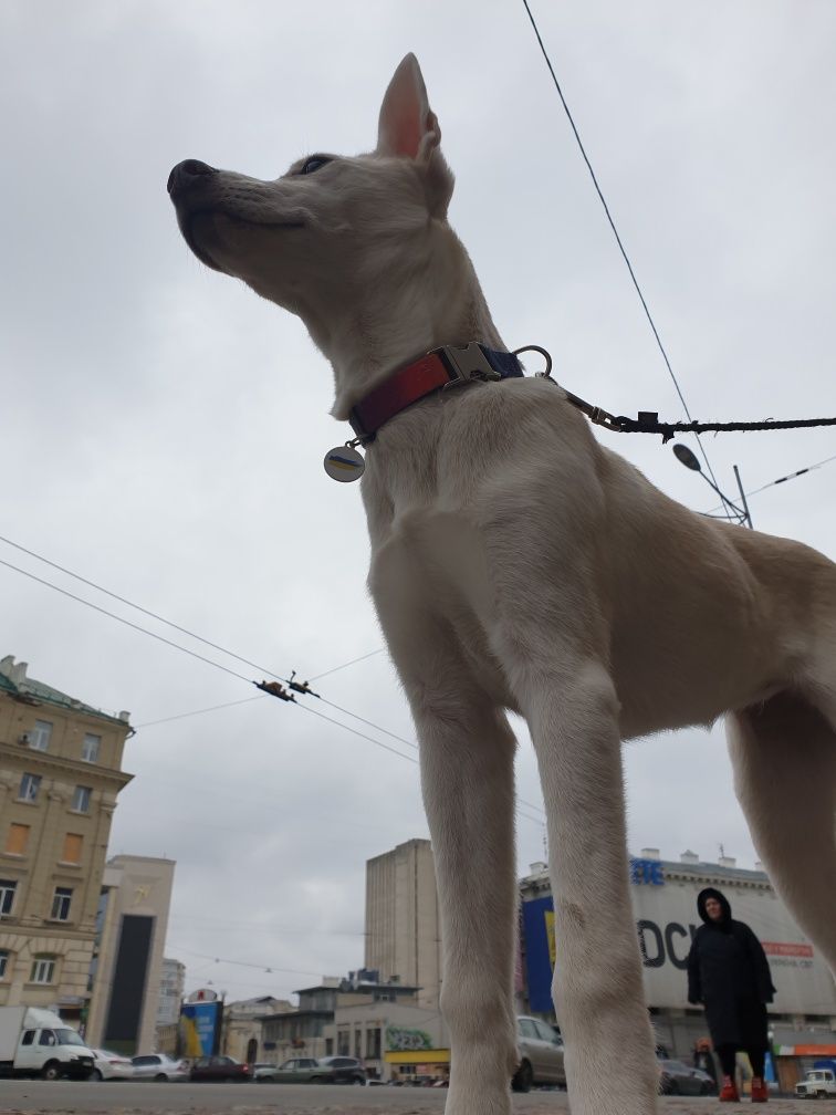 Віддам в добрі руки в двір не на ланцюг! Метис хаскі і стафорда