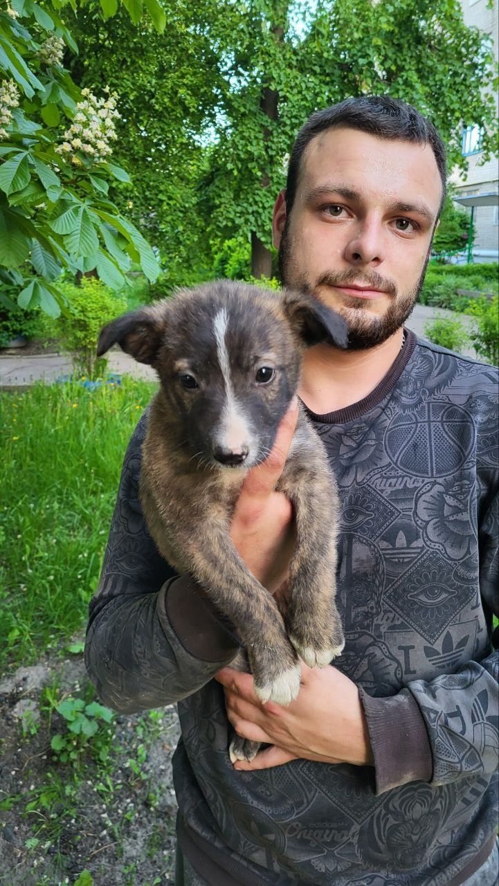 Цуценята шукають домівку. Безпородні.