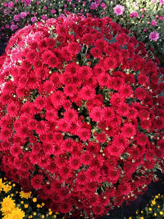 Chryzantemy drobnokwiatowe