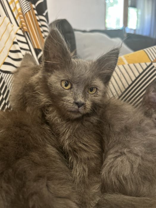 Kotka niebieska solid maine coon
