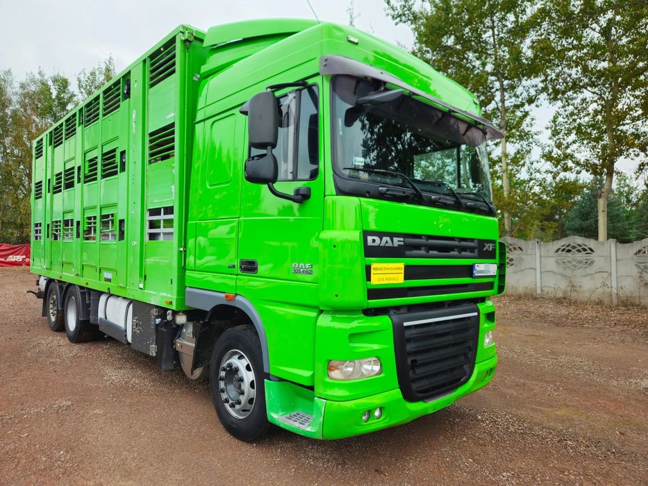 DAF xf 105 460  DAF XF 105 460  do żywca transport zwierzą