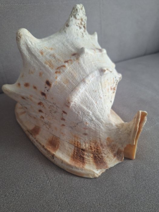 Muszla morska duża