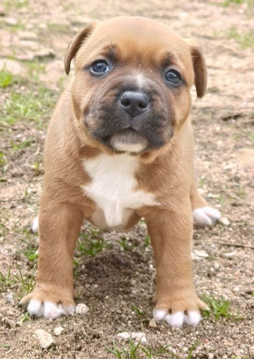 Dou pit bull staffshorie 1 mês e meio  adoção