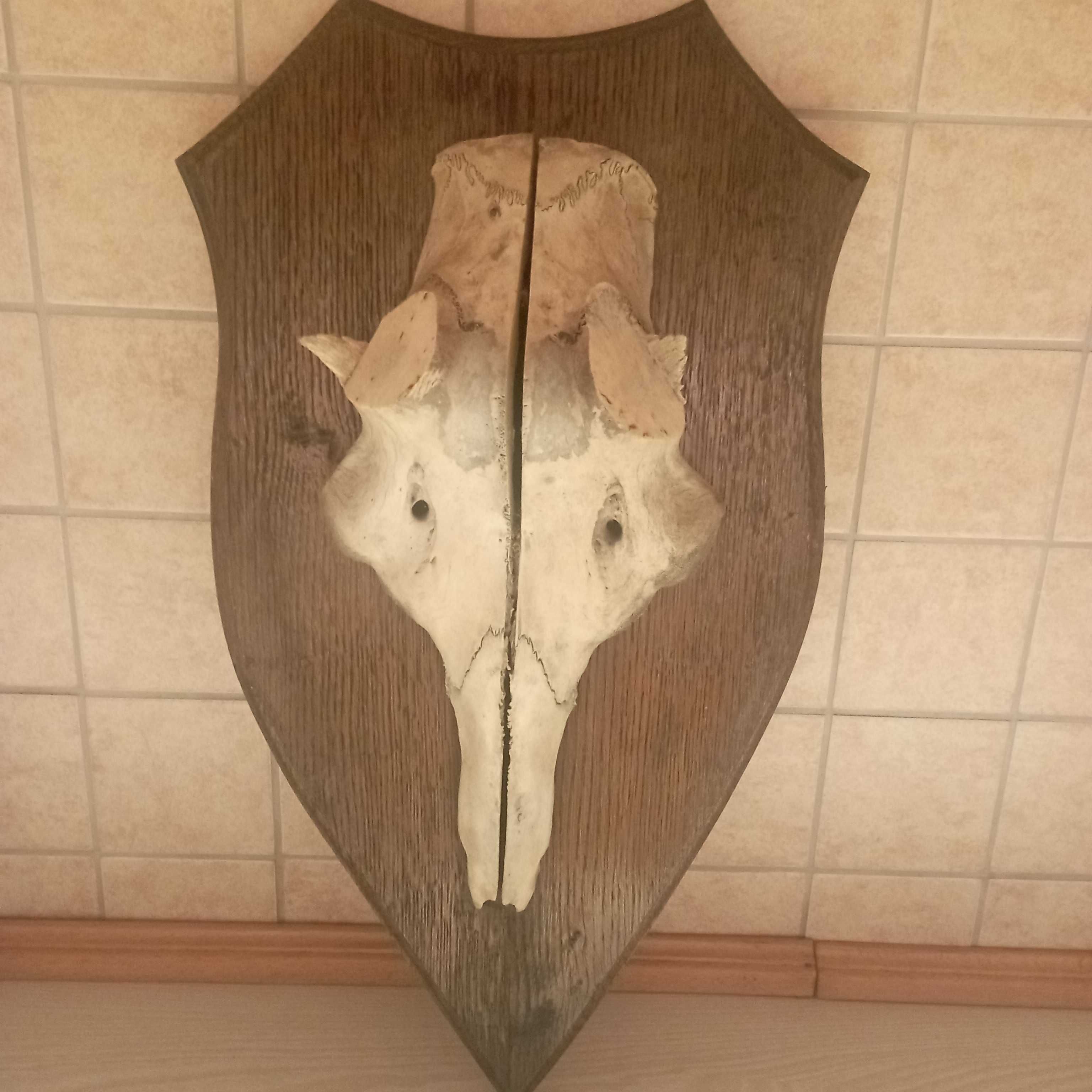 Продам череп оленя панно.