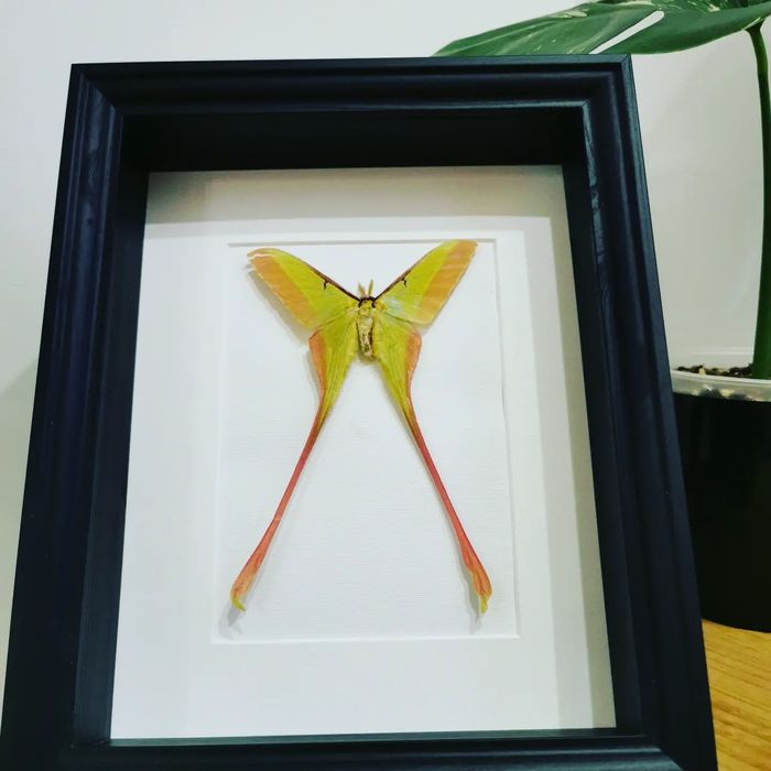 Actias dubernardi real