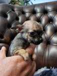 Maleńka Chihuahua