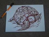 Rysunek: żółw - cienkopis, blok t. A4, 200 g/m2