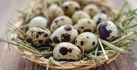 Перепелиные яйца, Домашні перепелині яйця