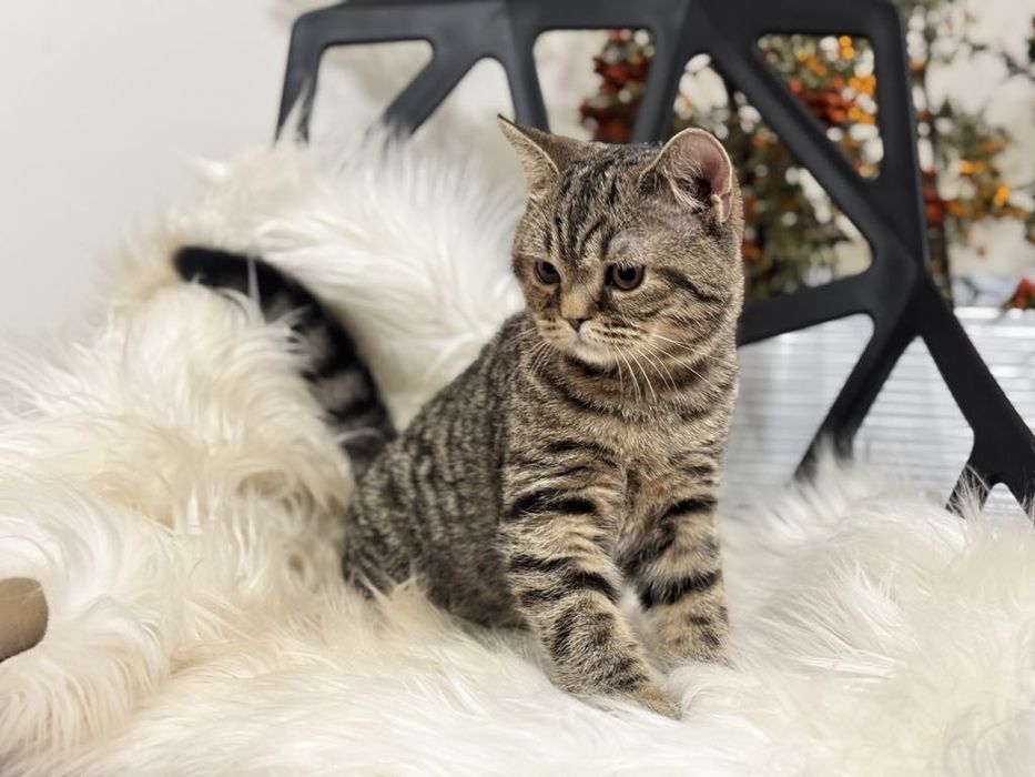 Kocięta Szkockie. Kocurek Tygrysi.  Rodowód