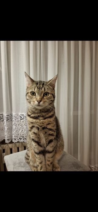 Oddam kota w dobre ręce