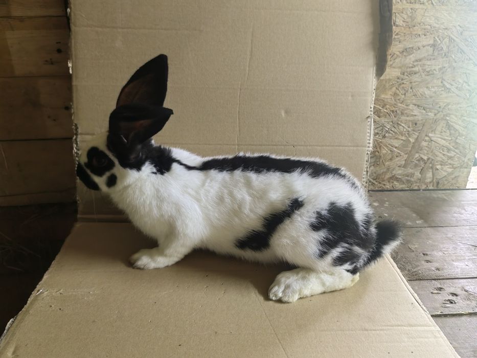 Samce OSC i Samiec Pc