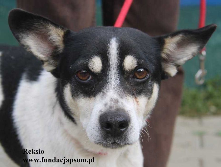 Reksio, przyjaciel człowieka