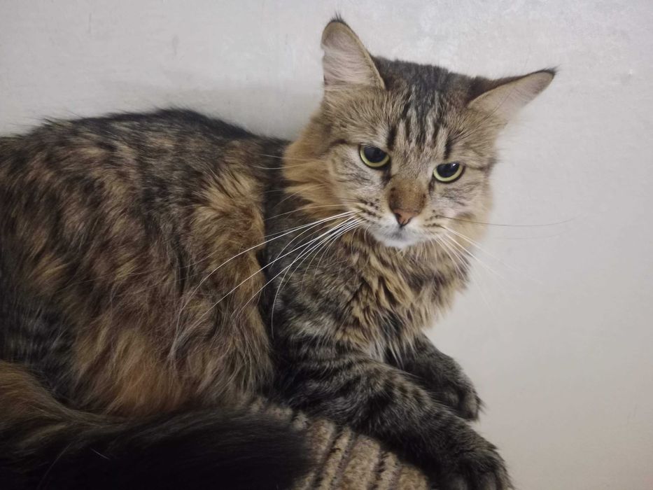 Загубилась кішка (вибігла з квартири)