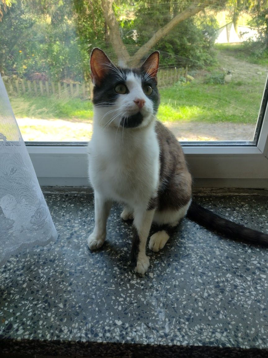Łaciaty Tymianek do adopcji