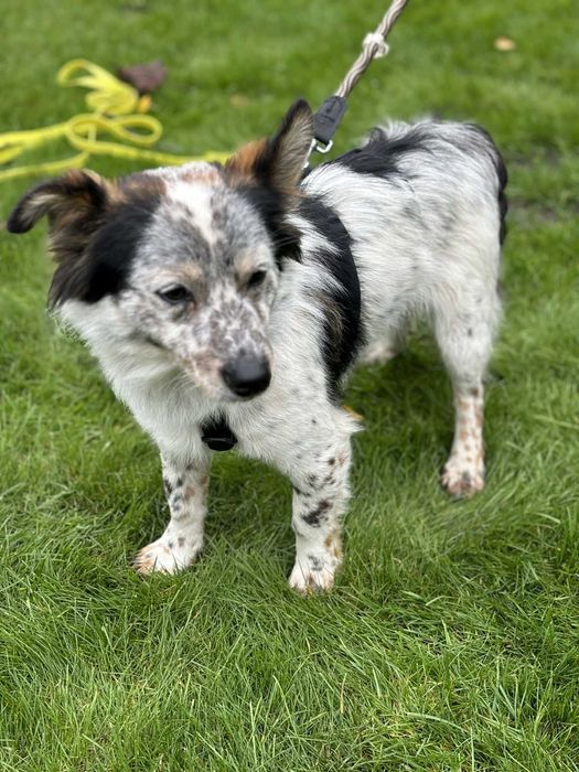 Dwa przecudne maluchy szczeniaki czekają na dom