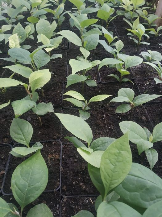 Саджанці дерев на дорощування