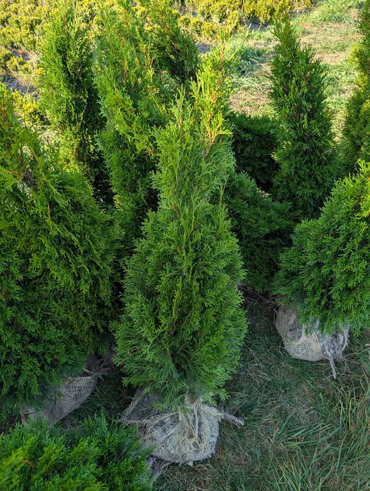 Туя Колумна. Туя смарагд. Самшит. Голуба ялинка. Вічнозелені рослини