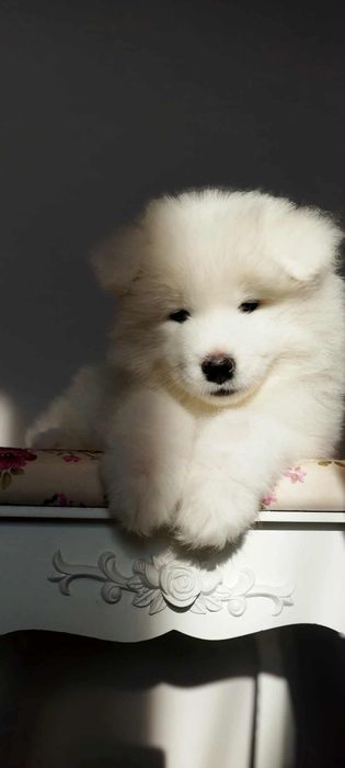 Samoyed szczenię