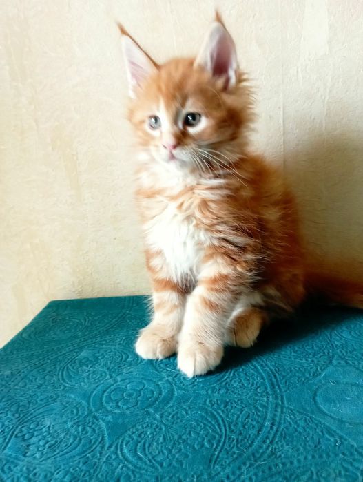 Кот пятно на серебре приглашает невест.