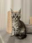 Kotka Maine Coon rodowód FPL+wyprawka