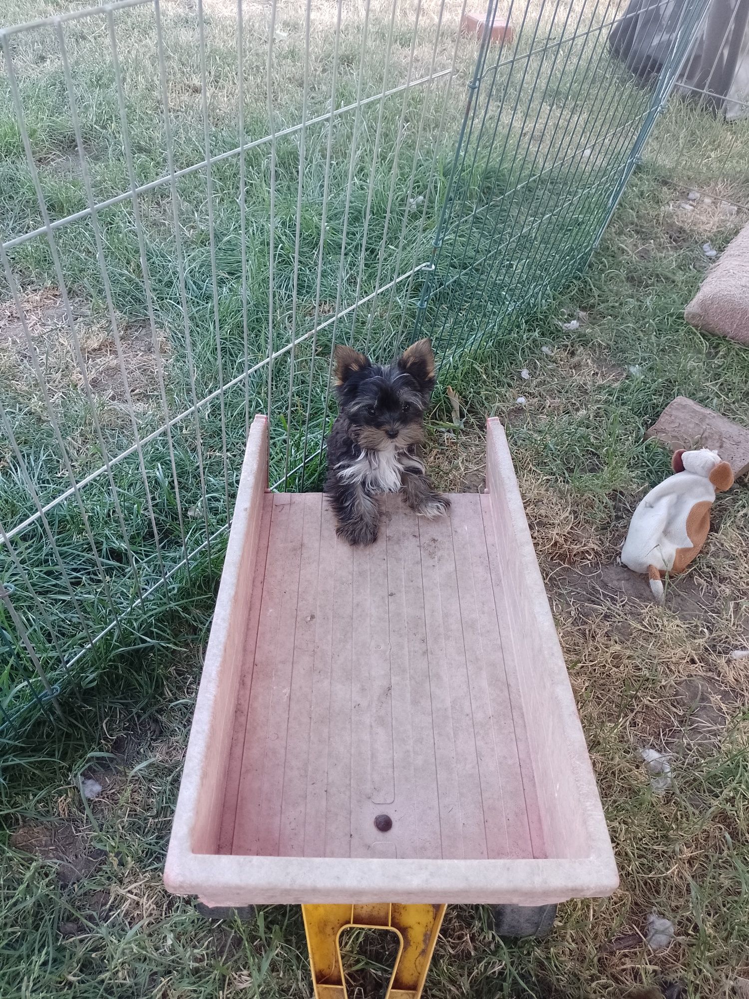 Piękna suknia Yorkshire Terrier