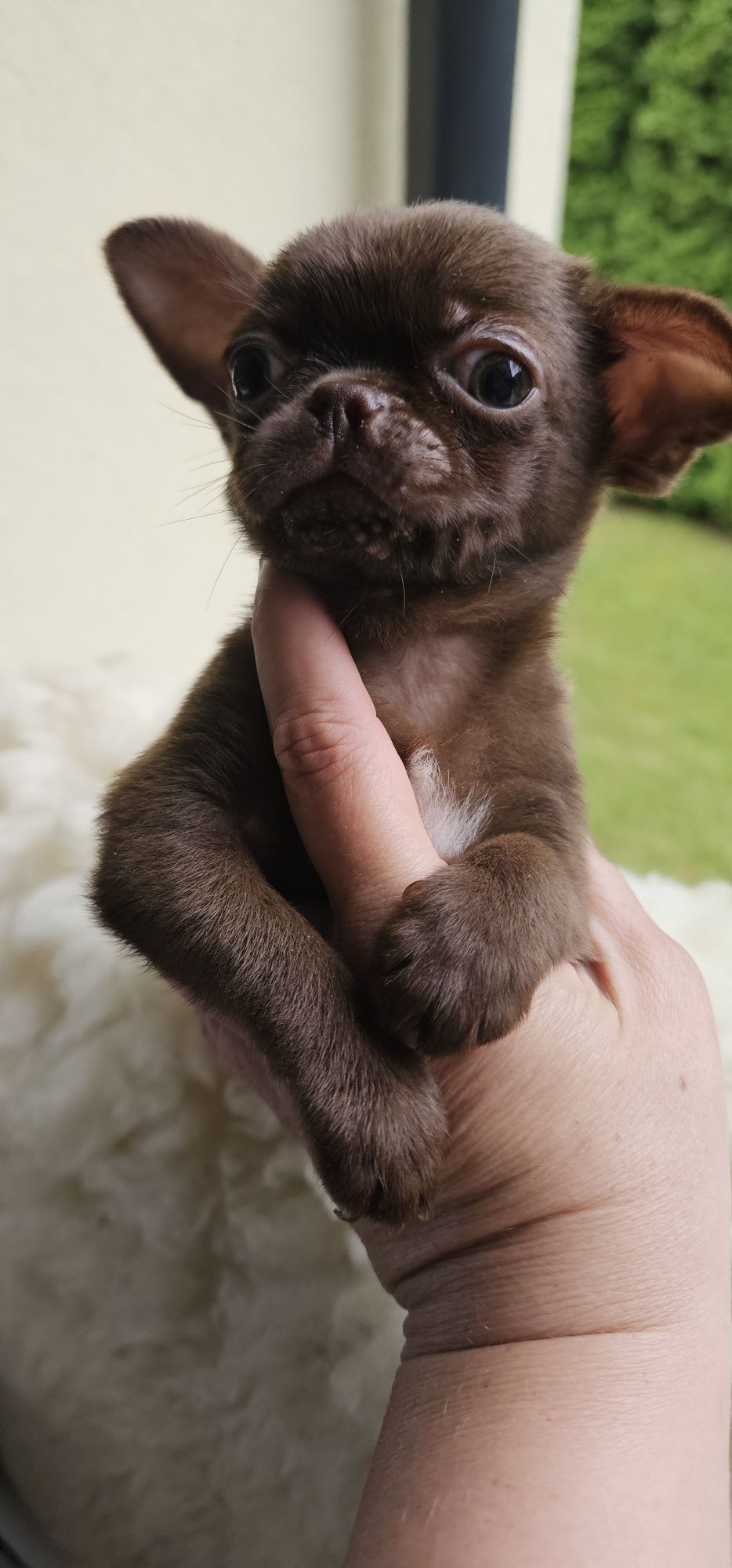 Chihuahua czekoladowy piesek