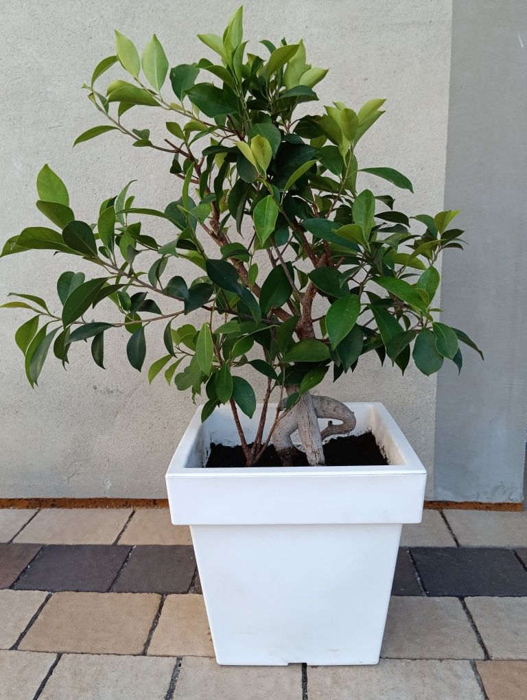 Bonsai fikus w pięknej donicy