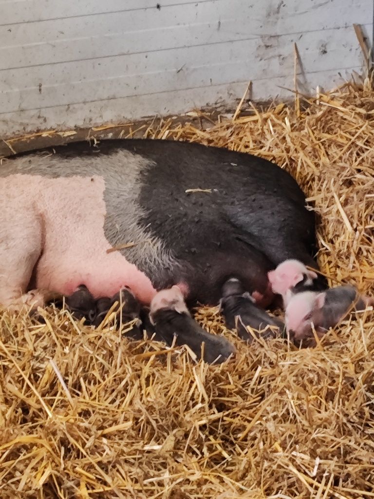 Świnki getyńskie mini świnki