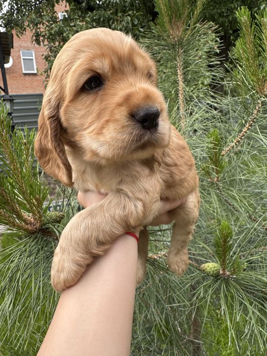 Милі пухнастики з документами