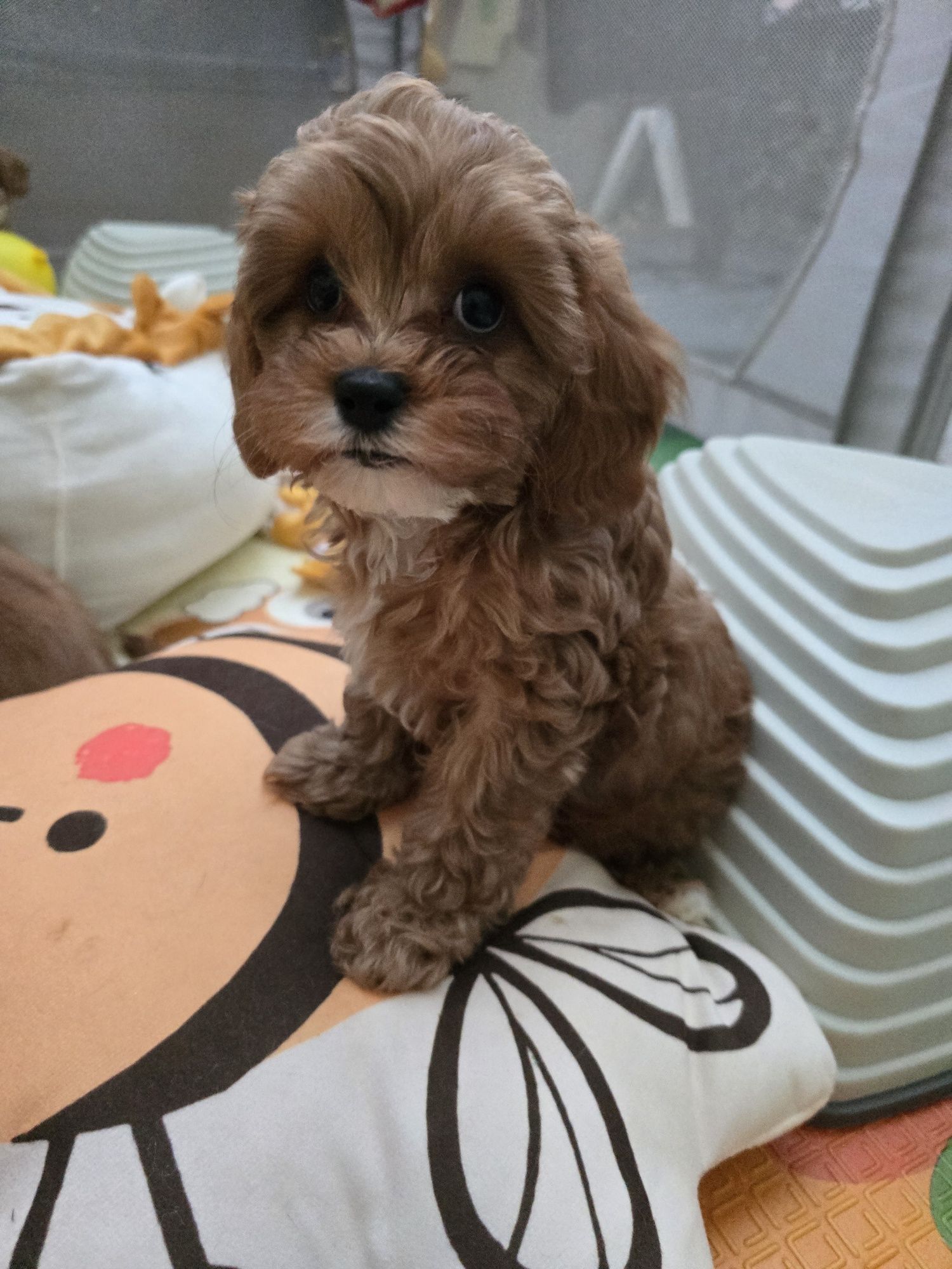 Cavapoo / chłopczyk