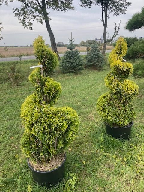 Spirala - żółta thuja
