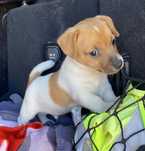 Jack russel terrier